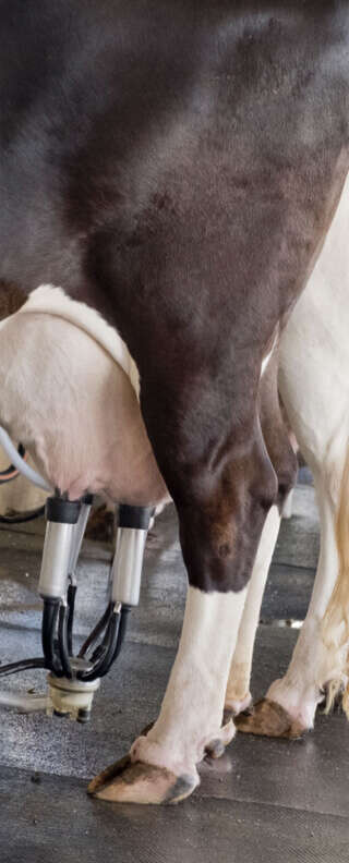 nutztierhaltung melkhygiene banner c